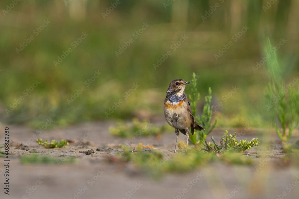 Blauwborst, White-spotted Bluethroat, Cyanecula svecica cyanecula Blauwborst, White-spotted Bluethroat, Cyanecula svecica cyanecula