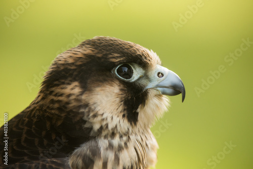 male hybrid peregrine and saker falcon portrait head close up