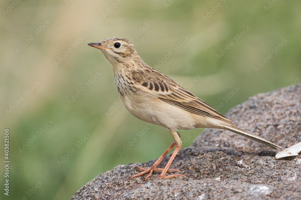 Mongoolse Pieper, Blyth's Pipit, Anthus godlewskii Mongoolse Pieper, Blyth's Pipit, Anthus godlewskii