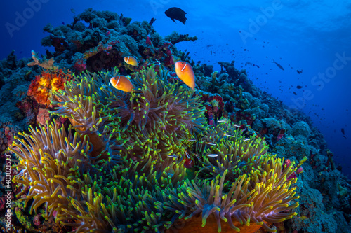 Fototapeta Naklejka Na Ścianę i Meble -  Anemone clownfish swimming above coral reef in Papua New Guinea