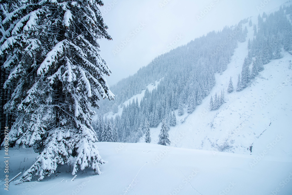 Naklejka premium Amazing winter landscape in a snowy pine forest wide shot
