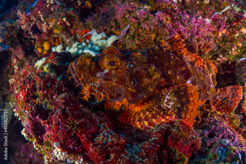 Beautiful coral reef and wildlife just below liveaboard in Papua New Guinea photo