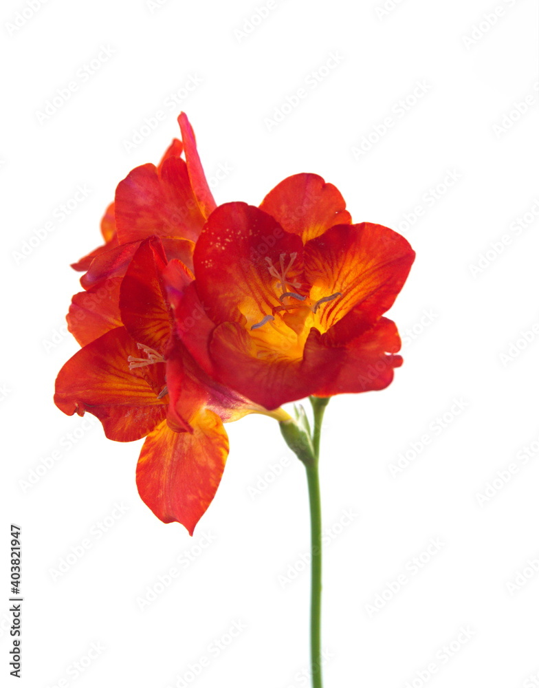 Yellow - Orange Freesia, genus Anomatheca, on white background Yellow - Orange Freesia, genus Anomatheca, on white background
