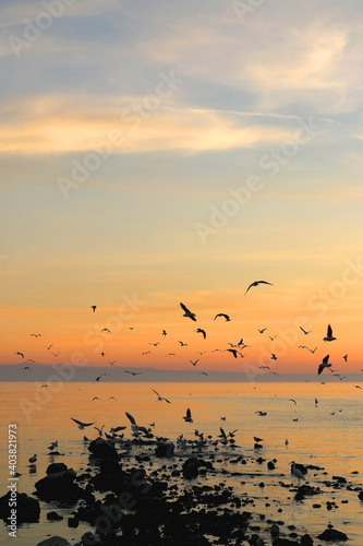 Flock of seagulls on the beach and beautiful sunset. Landscape in Split  Croatia.