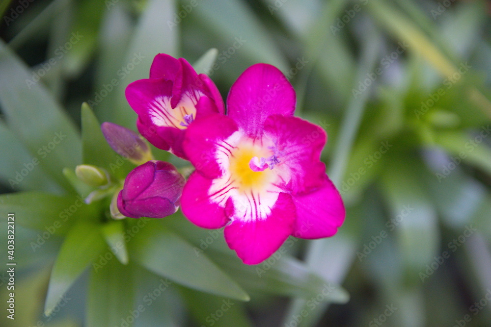 Purple freesia, fragrant garden plant,  herbaceous perennial flowering plants in the family Iridaceae