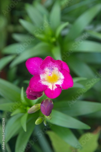 Purple freesia  fragrant garden plant   herbaceous perennial flowering plants in the family Iridaceae
