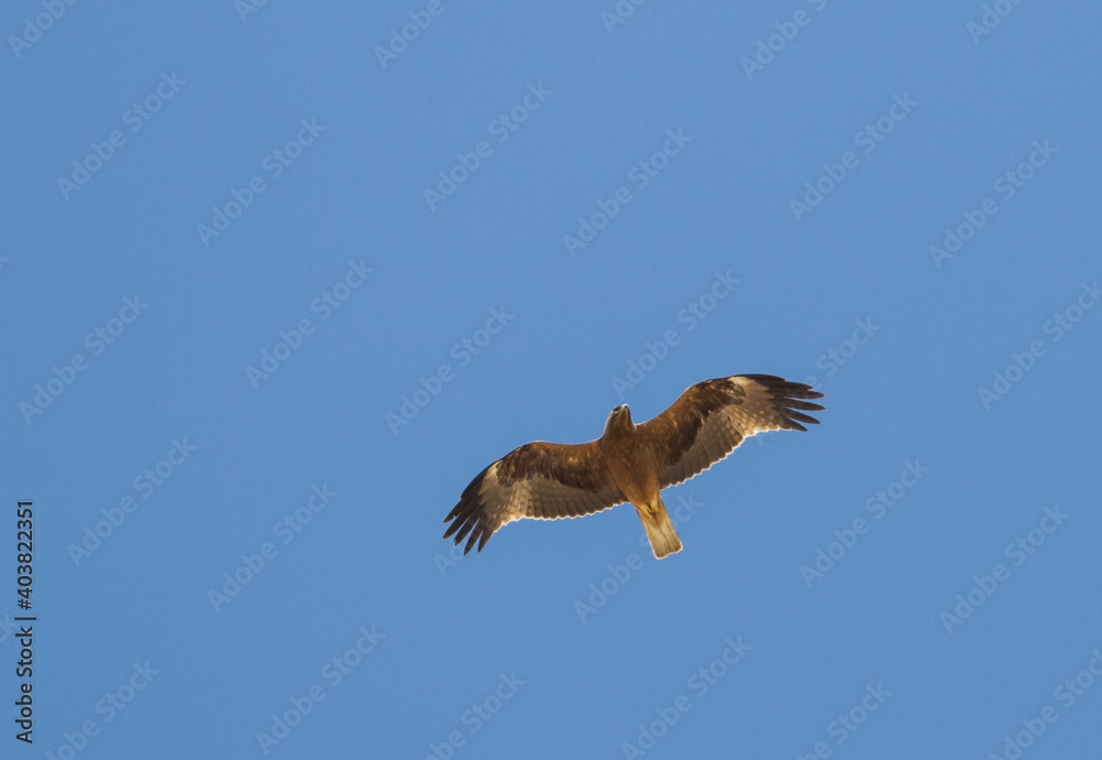 Obraz premium Booted Eagle; Hieraaetus pennatus;