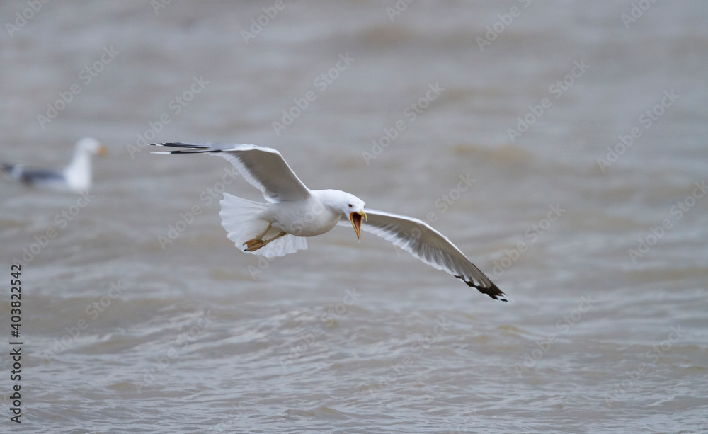 Pontische Meeuw, Caspian Gull, Larus cachinnans Pontische Meeuw, Caspian Gull, Larus cachinnans