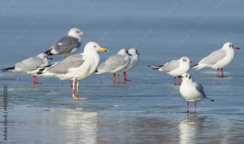 Pontische Meeuw, Caspian Gull, Larus cachinnans Pontische Meeuw, Caspian Gull, Larus cachinnans