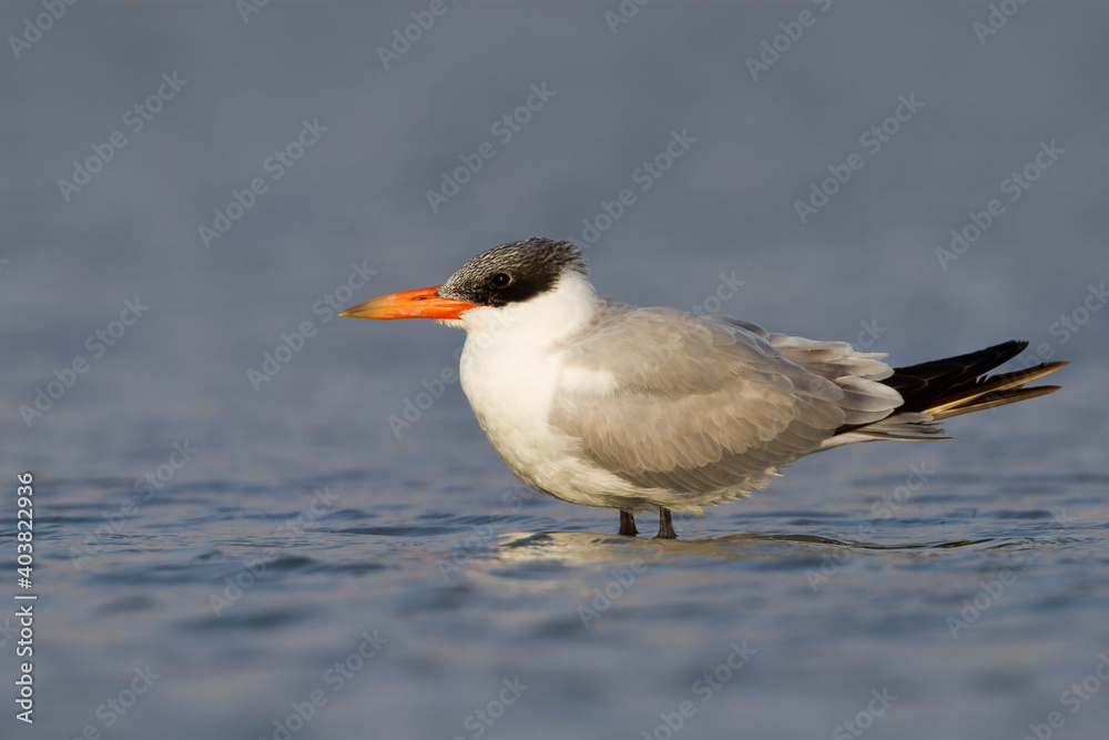 Reuzenstern; Caspian Tern; Sterna caspia Reuzenstern; Caspian Tern; Sterna caspia