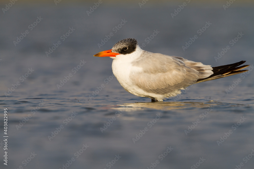 Reuzenstern, Caspian Tern, Hydroprogne caspia Reuzenstern, Caspian Tern, Hydroprogne caspia