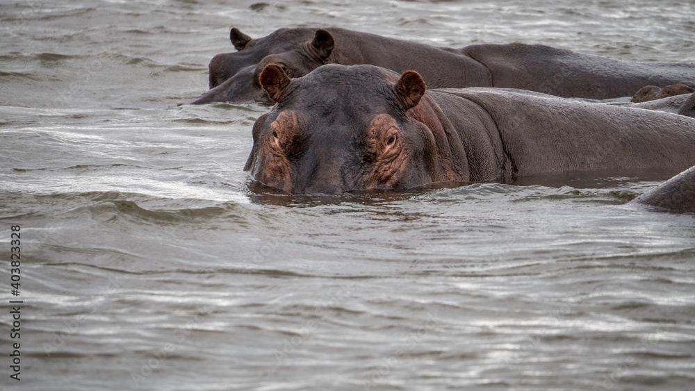 Flusspferde (Hippos) im Wasser des Sambesi Fluss zwischen Sambia und Simbabwe auf einer Fluss-Safari
