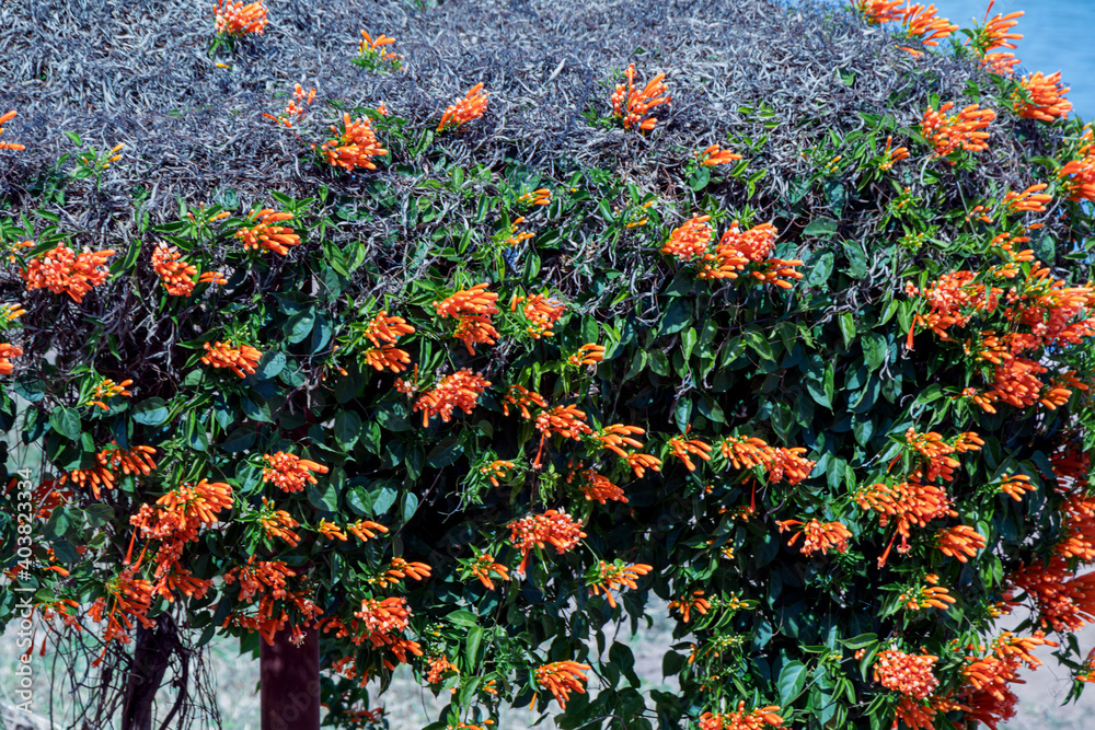Selective focus  Flamevine flower Fire-cracker vine or Orange Trumpet flower in a garden.(Pyrostegia venusta)