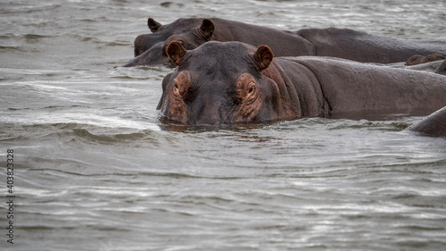 Flusspferde (Hippos) im Wasser des Sambesi Fluss zwischen Sambia und Simbabwe auf einer Fluss-Safari