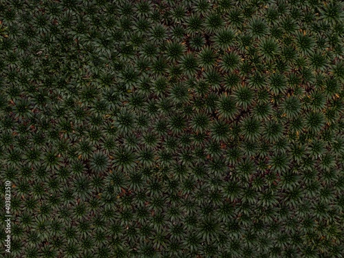 Closeup macro of Yareta Azorella compacta llareta evergreen flowering plant in Cordillera Huayhuash Peru Andes photo