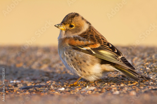 Keep, Brambling, Fringilla montifringilla photo