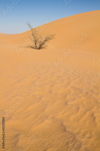 Lone tree in central desert of Oman