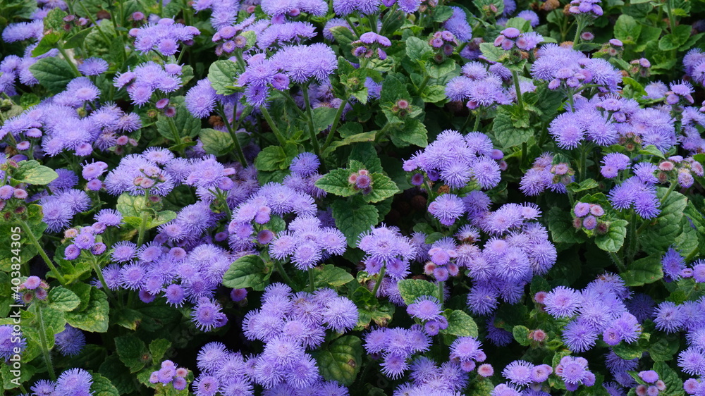 Flower Flower