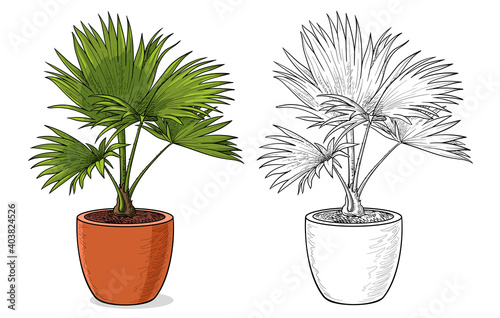 Colorful potted palm tree. Isolated vector illustration.