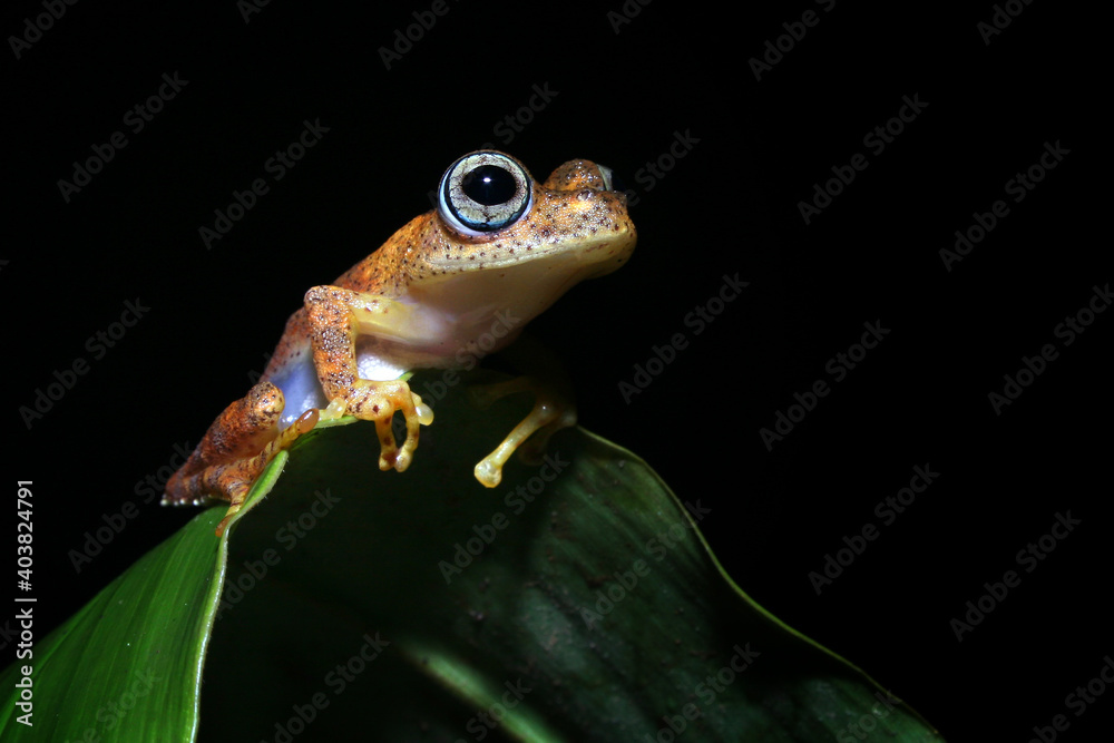 Fototapeta premium frog