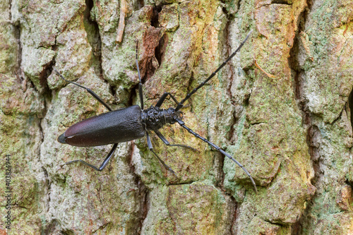 Heldenbok, Great Capricorn Beetle, Cerambyx cerdo photo