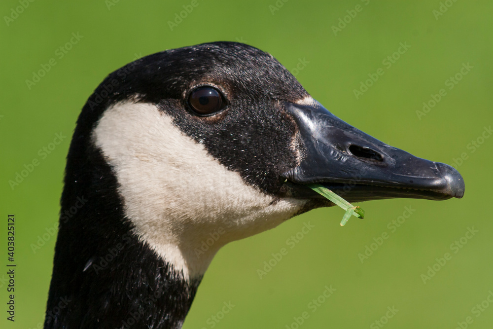 Grote Canadese Gans, Greater Canada Goose, Branta canadensis canadensis Grote Canadese Gans, Greater Canada Goose, Branta canadensis canadensis