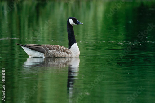 Grote Canadese Gans, Greater Canada Goose, Branta canadensis canadensis