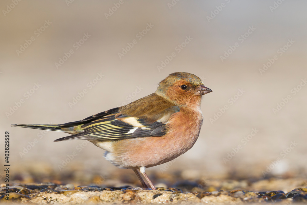 Vink, Common Chaffinch, Fringilla coelebs coelebs Vink, Common Chaffinch, Fringilla coelebs coelebs