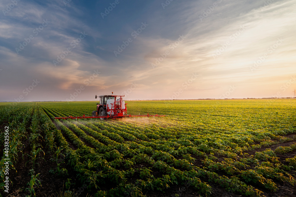 Fototapeta premium Tractor spraying soy field in sunset.