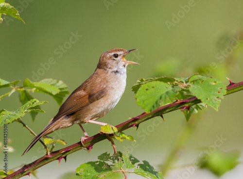 Obraz na płótnie Cetti's Zanger, Cetti's Warbler, Cettia cetti cetti w salonie