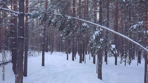 slow movement, aerial drone flight view through snowy winter pine forest, coniferous tree branches and trunks covered with snow, during sunset in park, Samara, Russia, selective focus