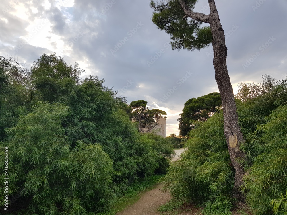 Fototapeta premium tree in the mountains