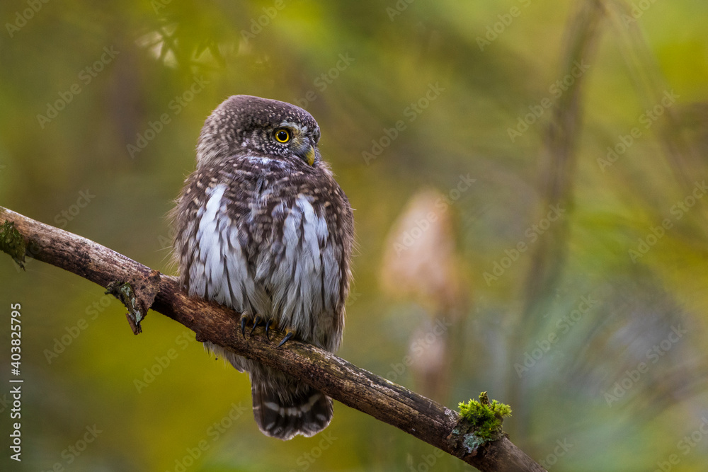 Sperlingskauz (Glaucidium passerinum) Sperlingskauz (Glaucidium passerinum)