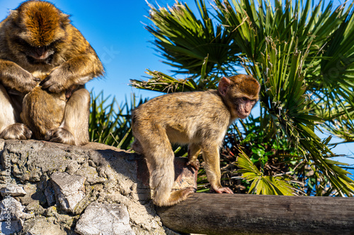 Wild macaque or Gibraltar monkey, attraction of the British overseas territory.
