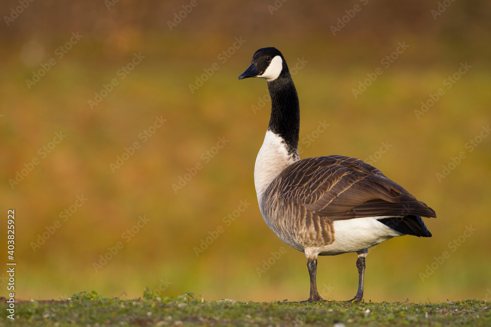 Grote Canadese Gans, Greater Canada Goose, Branta canadensis canadensis Grote Canadese Gans, Greater Canada Goose, Branta canadensis canadensis
