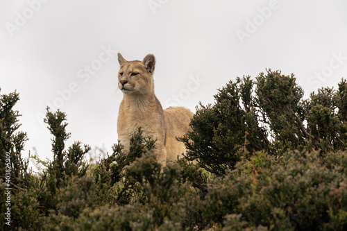 The cougar (Puma concolor) photo