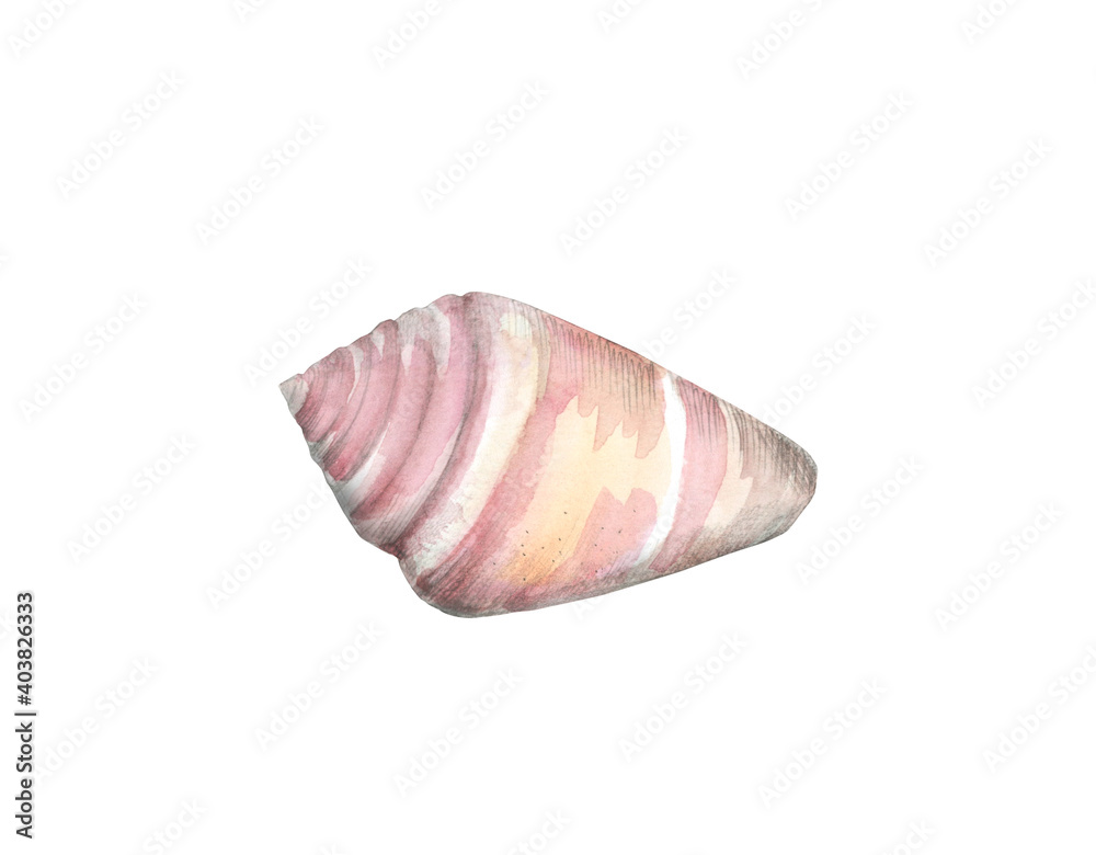 Watercolor pale pink seashell isolated on a white background. Shell in profile in soft pastel colors. Hand-drawn illustration
