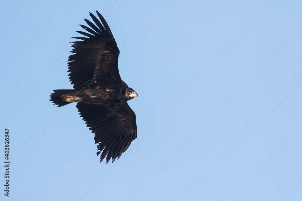 Obraz premium Monniksgier, Cinereous vulture, Aegypius monachus
