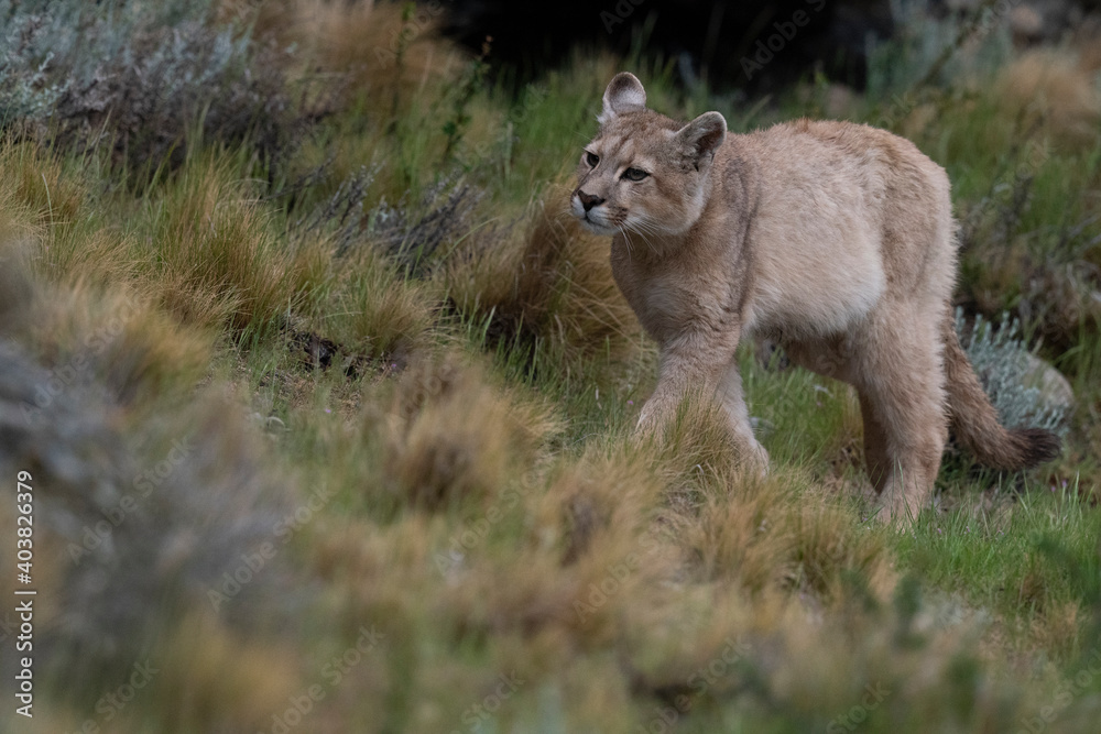 Fototapeta premium The cougar (Puma concolor)
