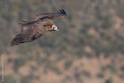 Monniksgier, Cinereous vulture, Aegypius monachus