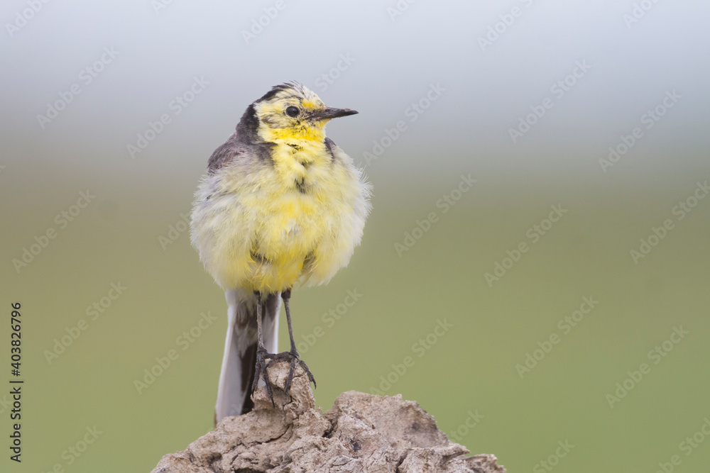 Obraz premium Citroenkwikstaart, Citrine Wagtail, Motacilla citreola citreola