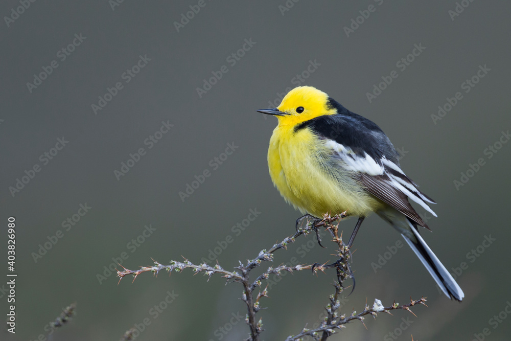 Fototapeta premium Zwartrugcitroenkwikstaart, Himalayan Citrine Wagtail, Motacilla citreola calcarata