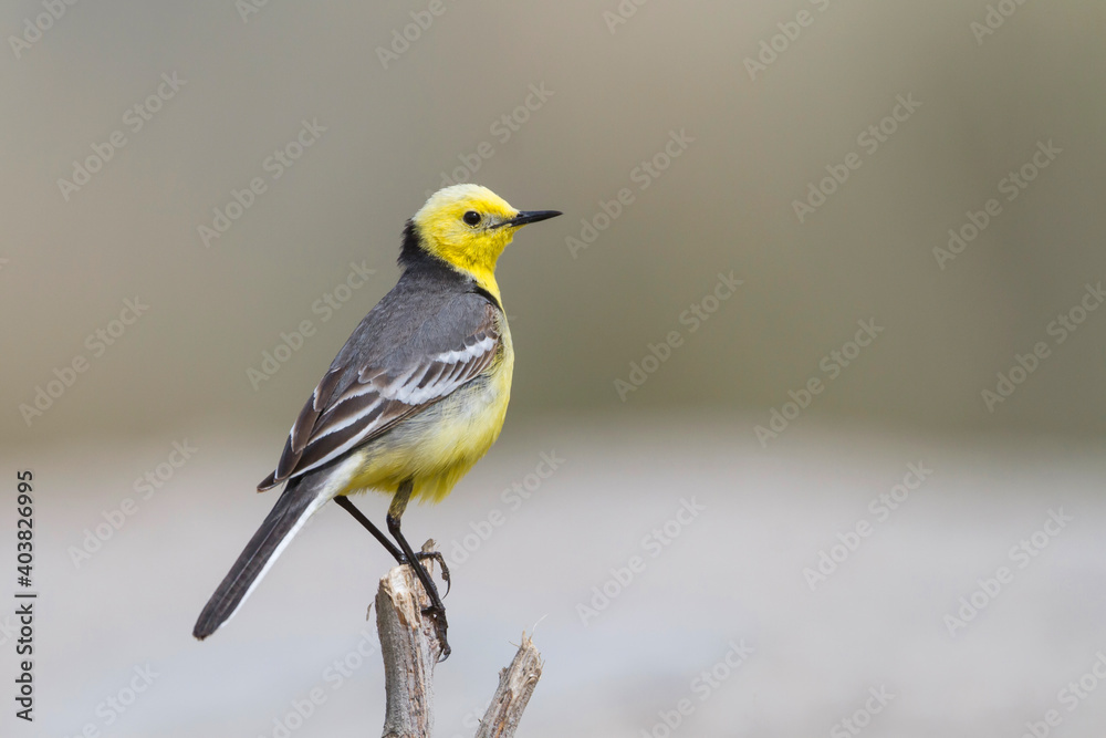 Fototapeta premium Citroenkwikstaart, Citrine Wagtail, Motacilla citreola citreola