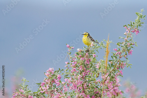 Citroenkwikstaart, Citrine Wagtail, Motacilla citreola citreola photo