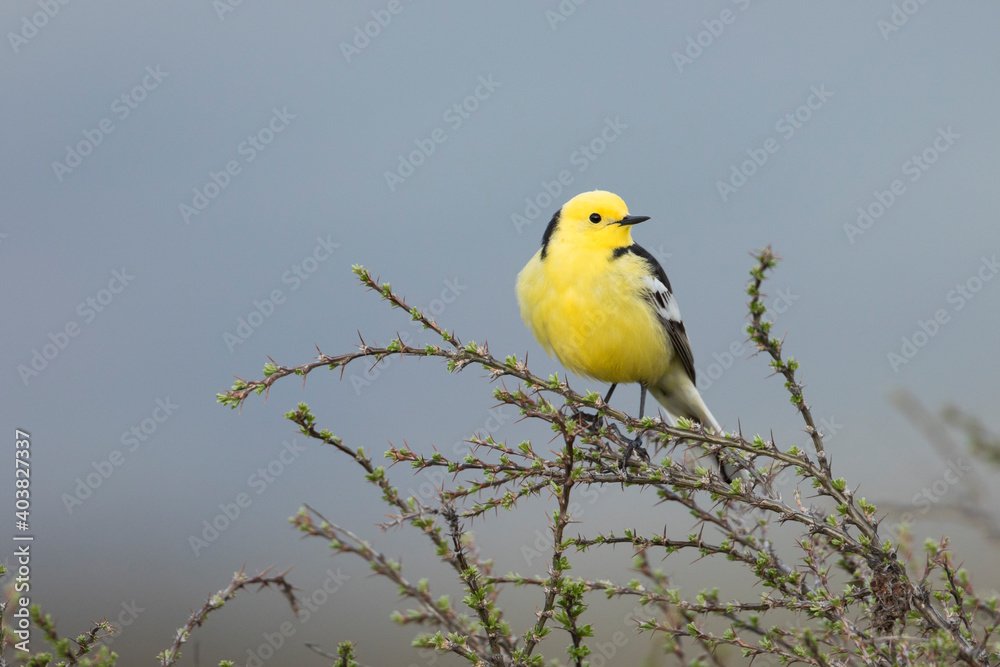 Obraz premium Zwartrugcitroenkwikstaart, Himalayan Citrine Wagtail, Motacilla citreola calcarata