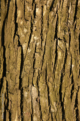 Tree bark, for backgrounds or textures