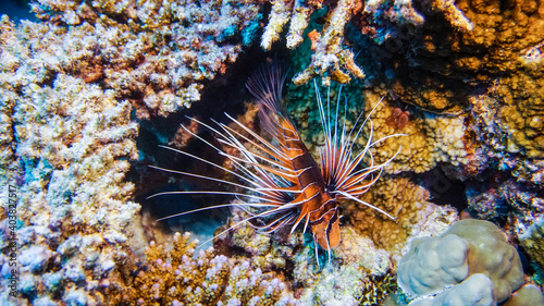 bright beautiful fish of the Red Sea in a natural environment on a coral reef