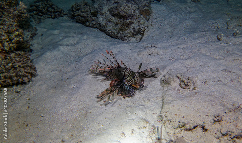 bright beautiful fish of the Red Sea in a natural environment on a coral reef