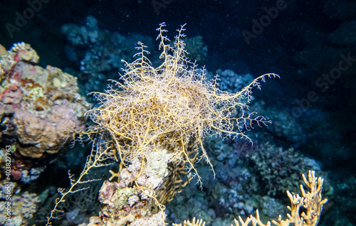 Fototapeta Naklejka Na Ścianę i Meble -  bright beautiful fish of the Red Sea in a natural environment on a coral reef