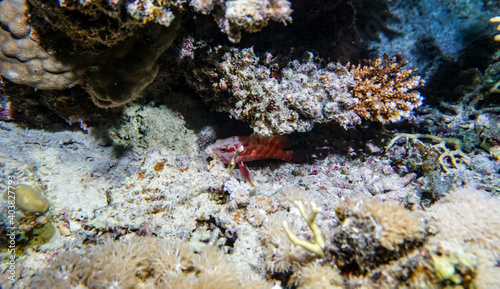 Fototapeta Naklejka Na Ścianę i Meble -  bright beautiful fish of the Red Sea in a natural environment on a coral reef
